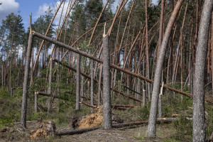 Szyszko: Usuwanie drewna zniszczonego w nawałnicach potrwa 2-3 lata