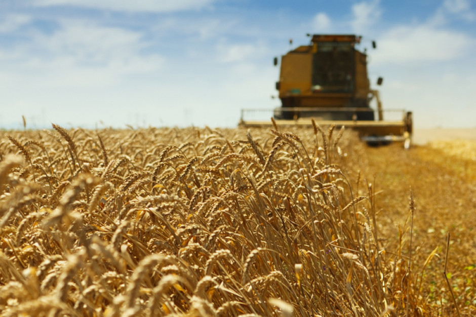 Paramerty jakościowe tegoroczny zbóż są niskie powoduje to zmniejszenie możliwości uzyskania wyższych cen w skupach płodów rolnych; Fot. Shutterstock