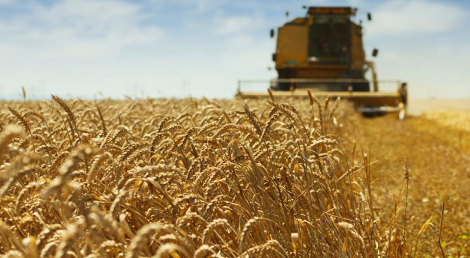 Paramerty jakościowe tegoroczny zbóż są niskie powoduje to zmniejszenie możliwości uzyskania wyższych cen w skupach płodów rolnych; Fot. Shutterstock Ceny w skupach w dół