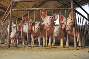 Biała Podlaska: blisko 1,4 tys. gospodarstw zrezygnuje z chowu świń