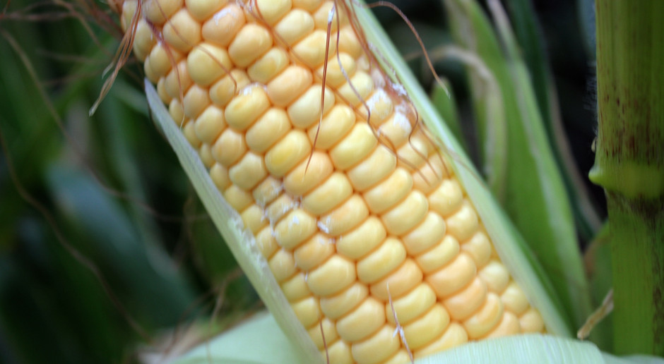Silny rozwój fuzariozy, na plantacji kukurydzy uszkodzonej przez grad; Fot. Anna Kobus Kolby kukurydzy porażone grzybami z rodzaju Fusarium spp.