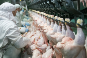 Kurczaki skażone fipronilem mogły trafić do Polski