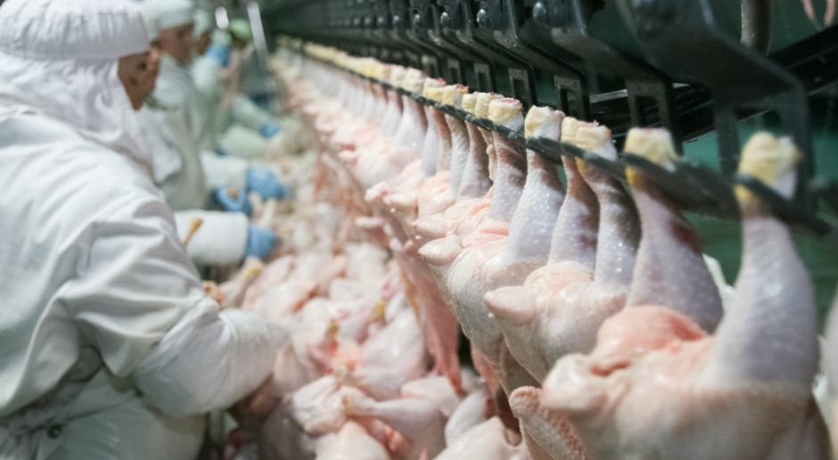 Kurczaki skażone fipronilem mogły trafić do Polski