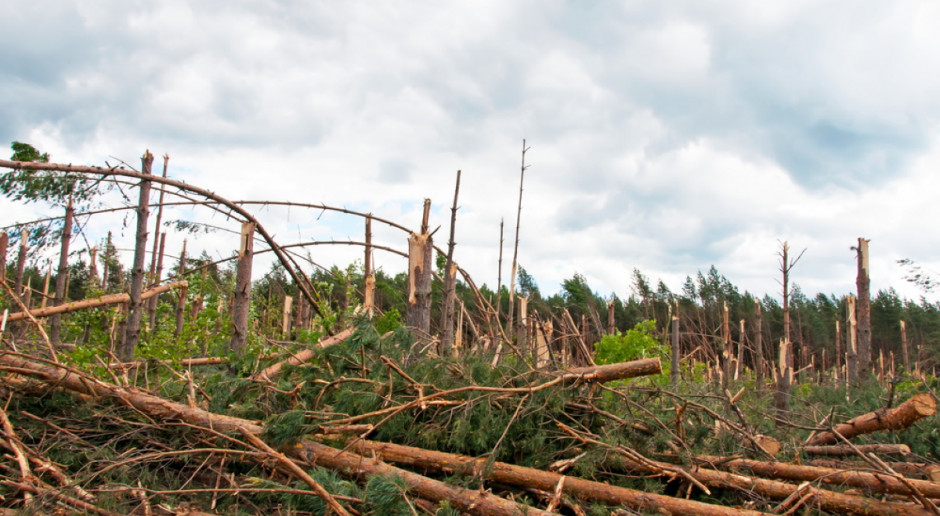 Fot. Shutterstock Lasy Państwowe: 40 tys. ha lasów do odnowienia, ok. 10 mln m sześć. połamanych drzew