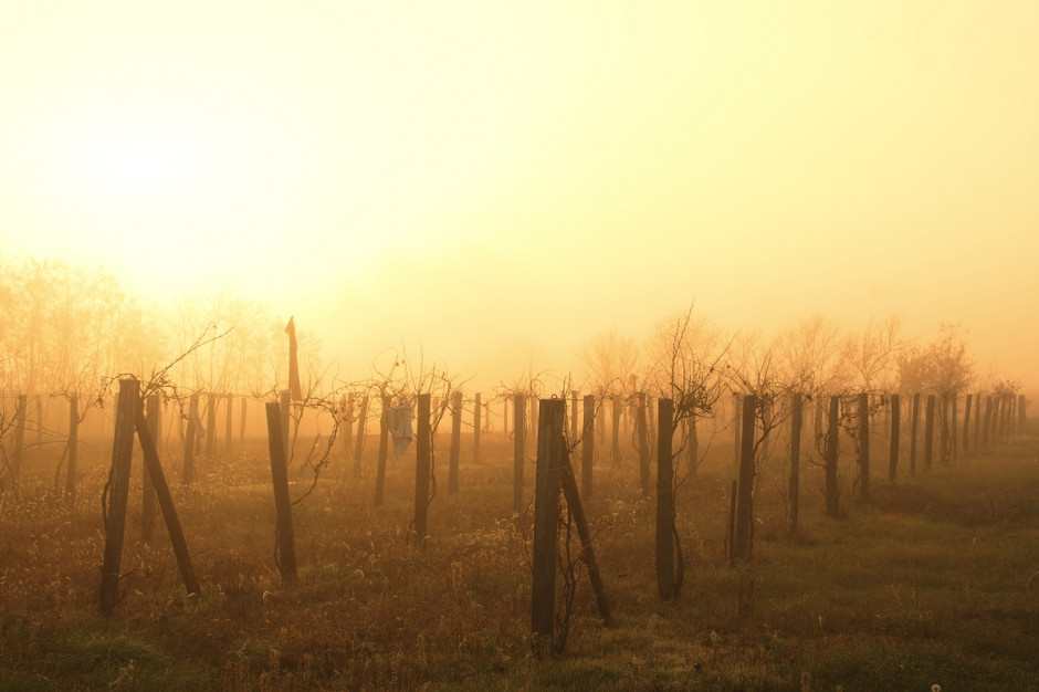 Francja: 10 000 hektarów winorośli ma zostać wyrwanych z korzeniami; Fot .Shutterstock