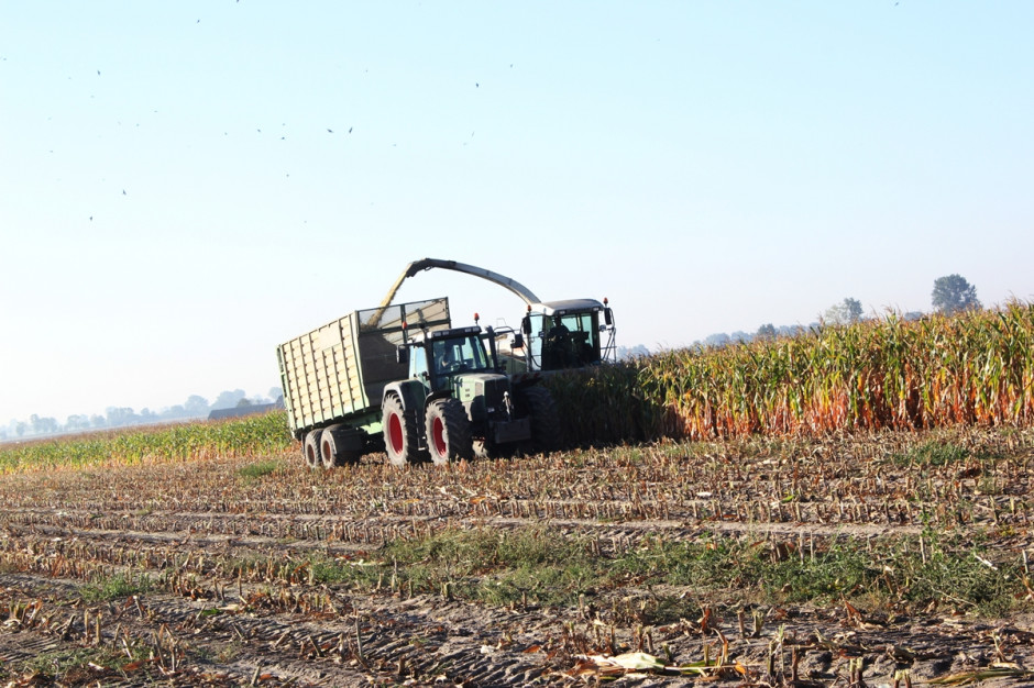W większości regionów kraju kukurydza na kiszonkę najprawdopodobniej będzie zbierana w pierwszej i drugiej dekadzie września; Fot. Anna Kobus