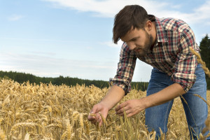Młody rolnik: Ponad 90 proc. beneficjentów wywiązuje się z podjętych zobowiązań 