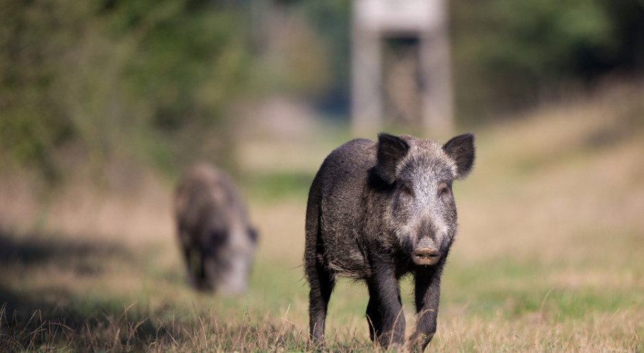 Fot. Shutterstock MŚ: Na dziki można polować przez cały rok