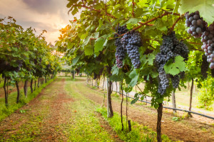 We Francji najmniejsze zbiory winogron od ponad pół wieku