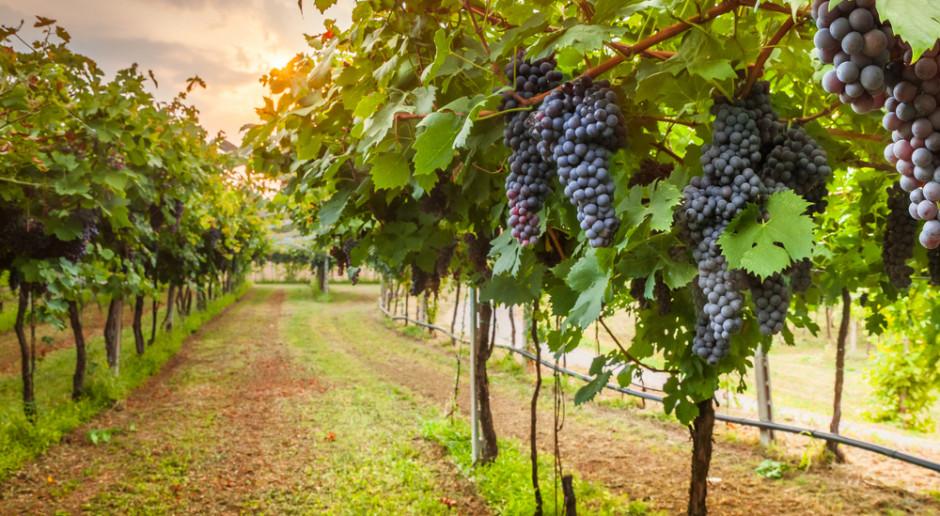 Fot. Shutterstock We Francji najmniejsze zbiory winogron od ponad pół wieku