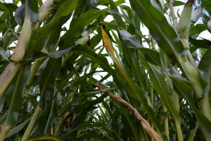 Pora sprawdzić szkodliwość omacnicy prosowianki w kukurydzy