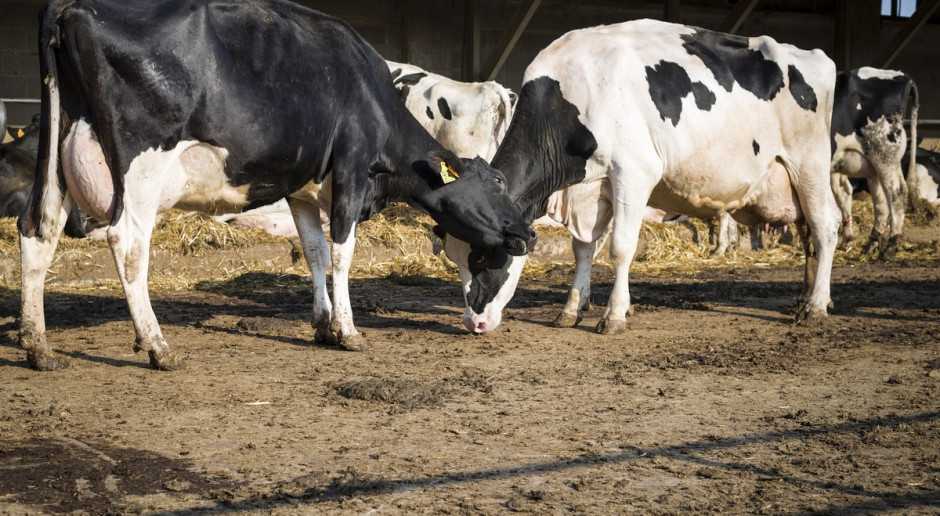Fot. Shutterstock O "ko-muuu-nikacji" krów