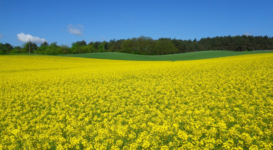 Nawozy Holist agro przeznaczone są do stosowania w uprawach rolniczych, sadowniczych i warzywniczych; Fot. Katarzyna Szulc Nawozy dla upraw wymagających potasu