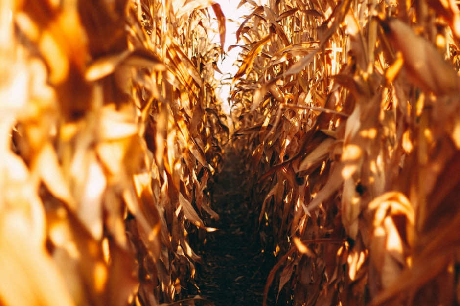 UE:  Średnia spodziewanych plonów kukurydzy na ziarno dla UE wynosi 6,93 t/ha