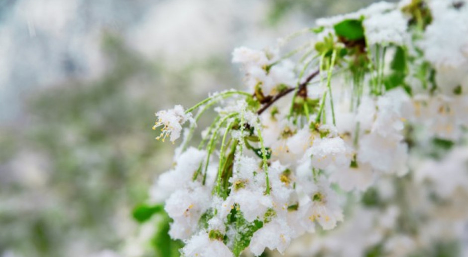 Ministerstwo Rolnictwo podało zasady pomocy dla poszkodowanych w wyniku wiosennych przymrozków (Fot. Shutterstock) Pomoc dla poszkodowanych w wyniku wiosennych przymrozków