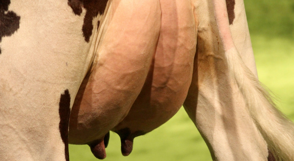 Zdrowotność wymienia warto monitorować już u najmłodszych mlecznic, fot.Ł.Ch. Mastitis także u jałówek