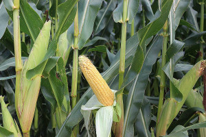 Paszę z kukurydzy dostosuj do potrzeb – cały artykuł