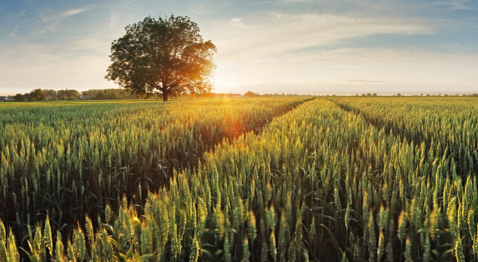 Fot. Shutterstock Lipec/sierpień: Silny spadek cen pszenicy