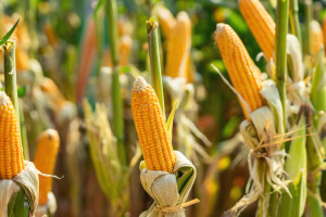 UE: Nowe taryfy przywozowe dla kukurydzy, sorgo i ryżu