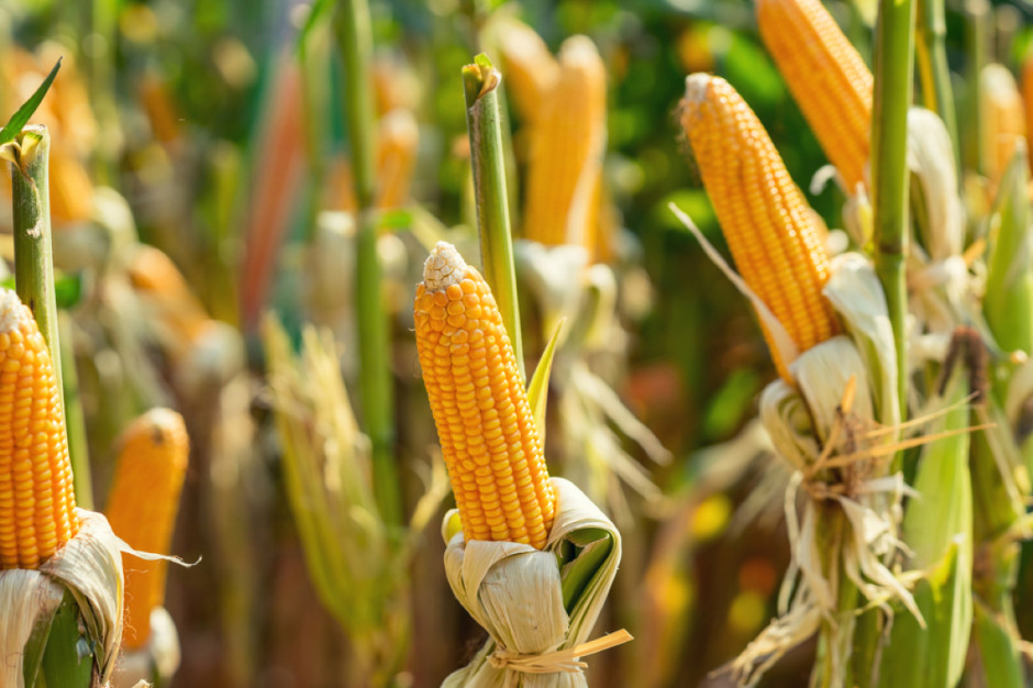 1 reześnia br. UE ponownie podniosła cła przywozowe dla kukurydzy, sorgo i ryżu; Fot. Shutterstock