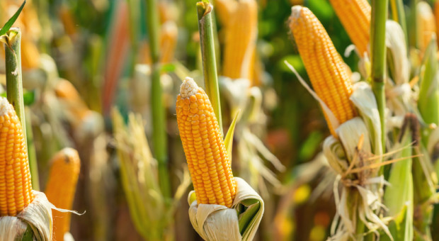 UE: Nowe taryfy przywozowe dla kukurydzy, sorgo i ryżu
