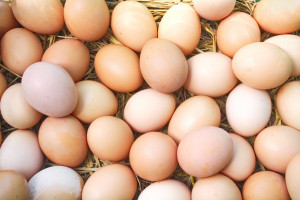 Agencja dpa: Skażone fipronilem jaja w 40 krajach, w tym w 24 krajach UE
