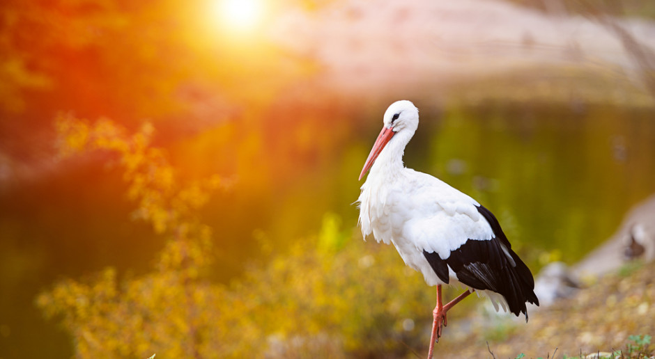 Fot. Shutterstock Co najmniej 80 bocianów spędzi zimę w ośrodku dla zwierząt w Przemyślu