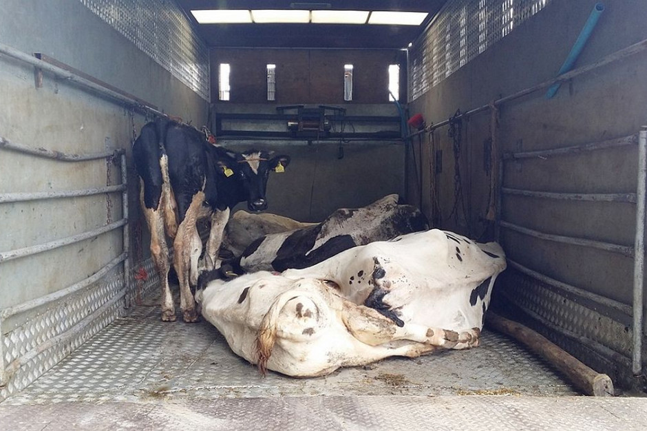 Nie wszystkie krowy  w zatrzymanym transporcie przeżyły. foto: GITD
