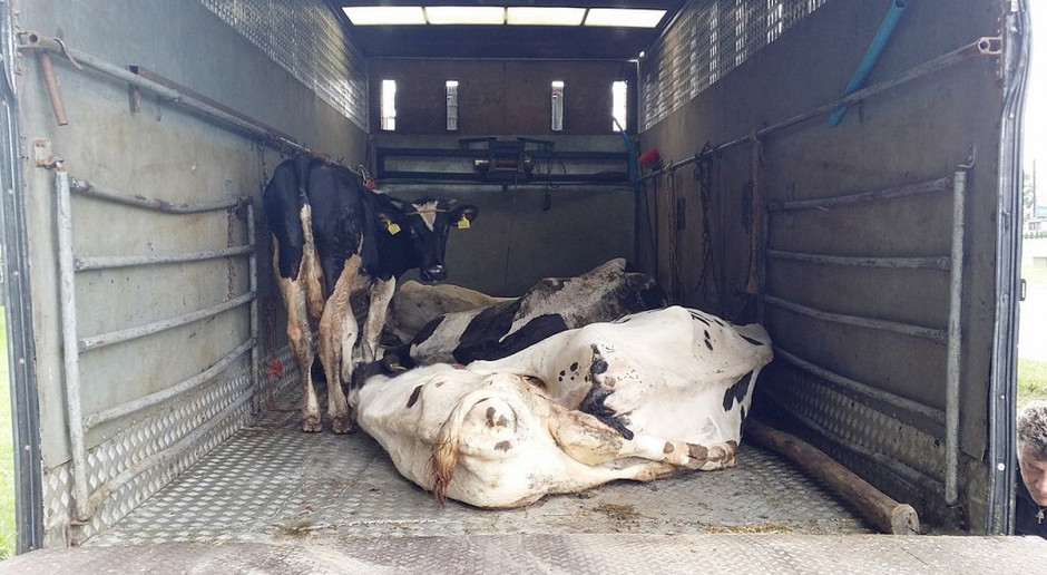 Nie wszystkie krowy w zatrzymanym transporcie przeżyły. foto: GITD GITD: Krowy przewożone w skandalicznych warunkach