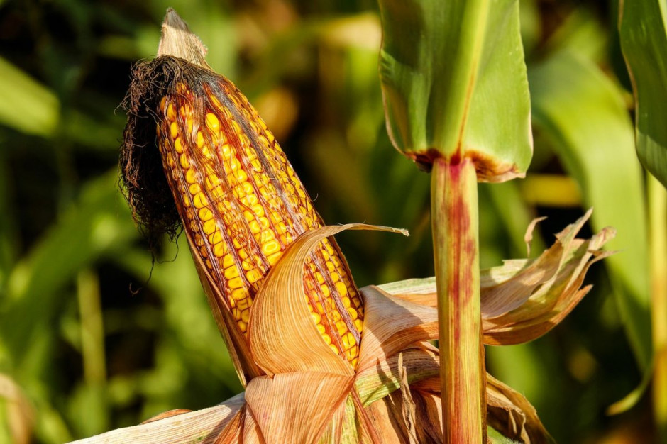 Optymalny termin zbioru kukurydzy określamy poprzez ocenę suchej masy oraz dojrzałości ziarna fot. pixaba.com