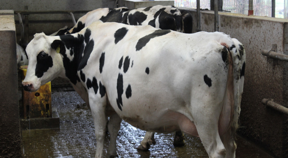 Znajomość parametrów zdrowotnych krów pozwala na skuteczniejsze zarządzanie stadem i osiąganie większych zysków z produkcji mleka, fot.Ł.Ch. Nowe narzędzie do monitorowania stanu zdrowia krów