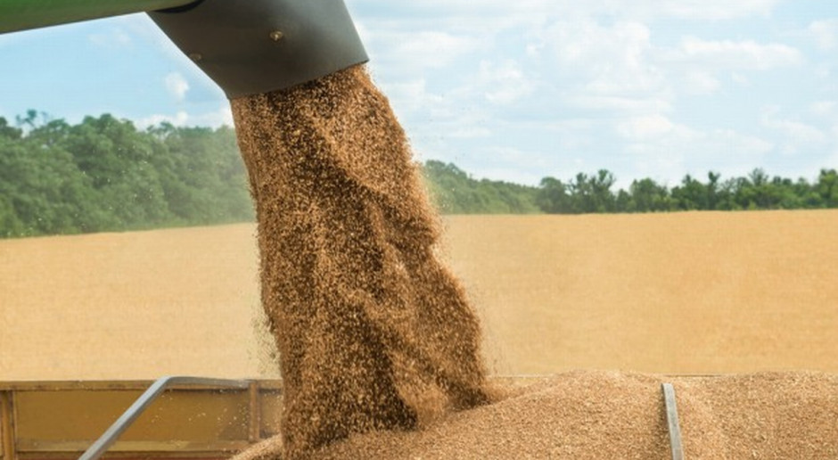 Według raportu Global Information Network (GAIN) ministerstwa rolnictwa USA (USDA) całkowite zbiory zbóż w Polsce w sezonie 2017/2018 wyniosą 31,9 mln ton (Fot.Shutterstock) USDA o produkcji zbóż w Polsce w sezonie 2017/2018
