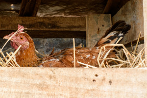 Ekspert: Zmiana sposobu walki z pasożytami ptaków wykluczy skażenie jaj