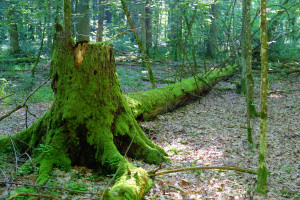 Szyszko: Celem wycinki drzew jest przywrócenie zdrowia Puszczy Białowieskiej