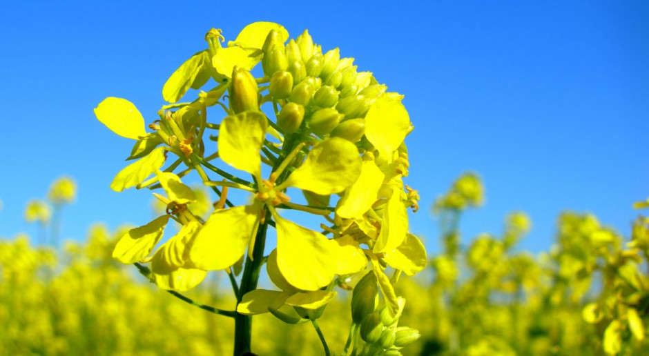 Koniec ubiegłego tygodnia przyniósł spadki cen; Fot. Shutterstock Słabe zakończenie tygodnia na rynku oleistych