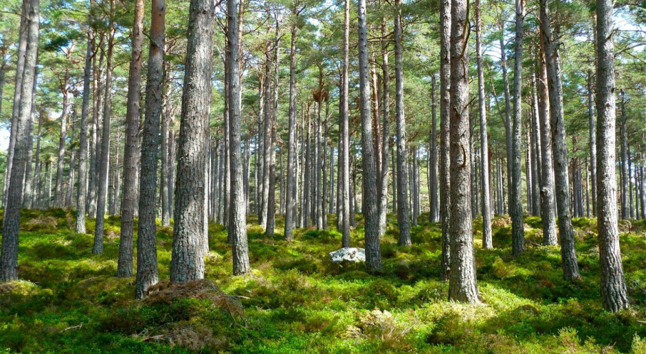 Copa-Cogeca: Sektor rolnictwa i leśnictwa, przyczyniają się do walki ze skutkami zmian klimatu; Fot.pixabay.com Copa i Cogeca apelują ws. głosowania dotyczącego raportu LULUCF