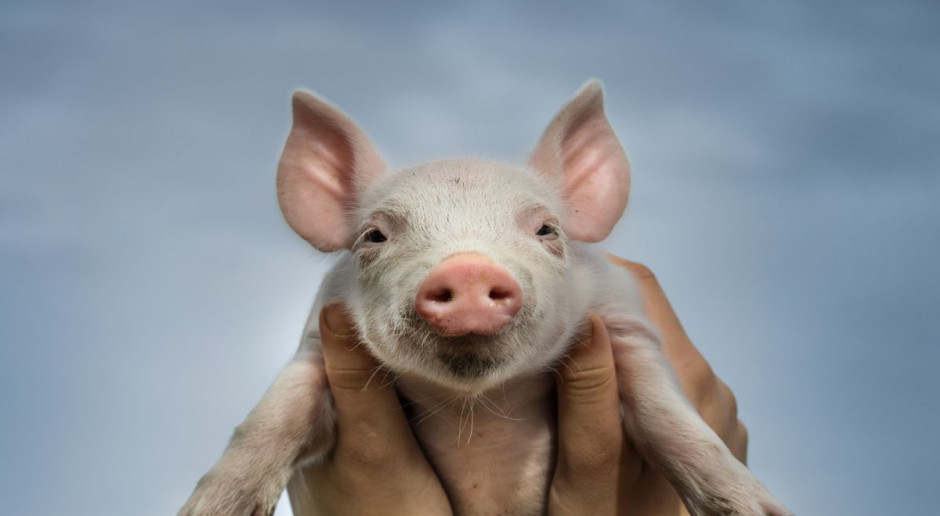fot. Shutterstock Wczoraj ruszyły kontrole weterynaryjne dotyczące ASF