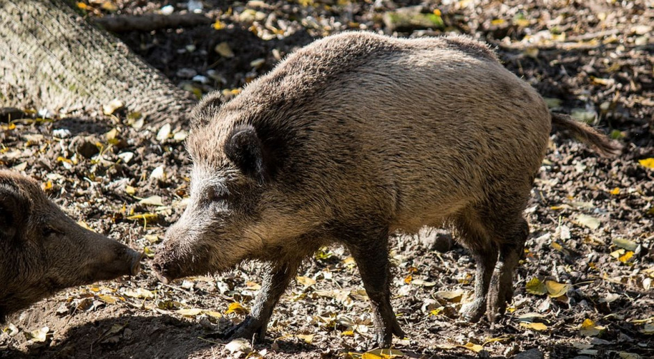 fot. Pixabay Ponad 13 tys. dzików odstrzelono „sanitarnie”