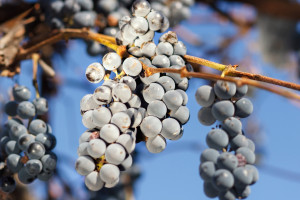 Zapowiada się słabe winobranie; zbiory mniejsze nawet o połowę