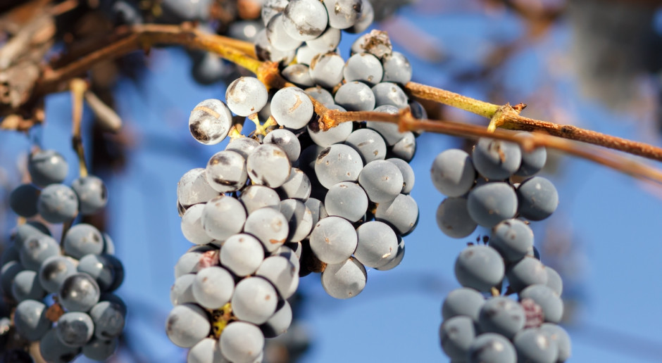 Zimowe mrozy nie zaszkodziły tylko winnicom położonym w najlepszych lokalizacjach, a także odporniejszym odmianom, polecanym dla Podkarpacia, fot. Shutterstock Zapowiada się słabe winobranie; zbiory mniejsze nawet o połowę