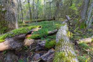 Dyrektor Lasów Państwowych: Niemcy usuwają drzewa zagrożone przez kornika