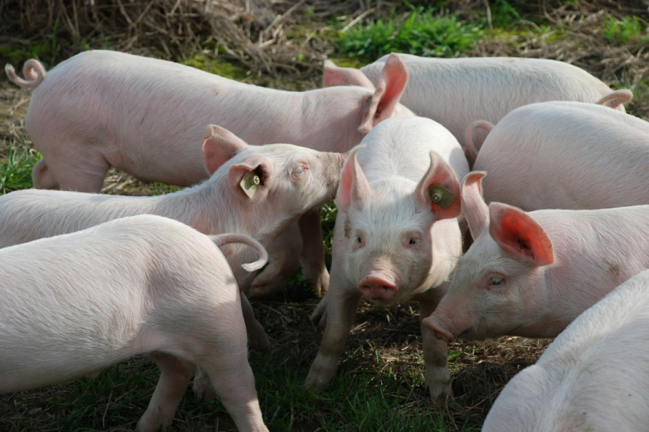 Na rosyjskiej fermie świń w pobliżu granicy z Ukrainą z powodu wykrycia ogniska ASF dokonano uboju ponad 15 tys. świń (Fot.pixabay. com)