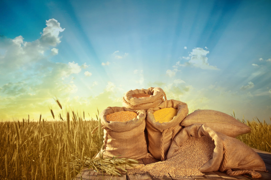 Ceny materiału siewnego zbóż są podobne jak w roku ubiegłym, fot. Shutterstock