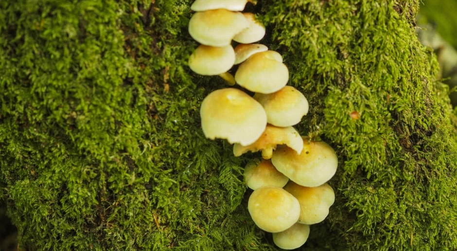 Fot. Shutterstock W Białowieży wystawa żywych grzybów z Puszczy Białowieskiej