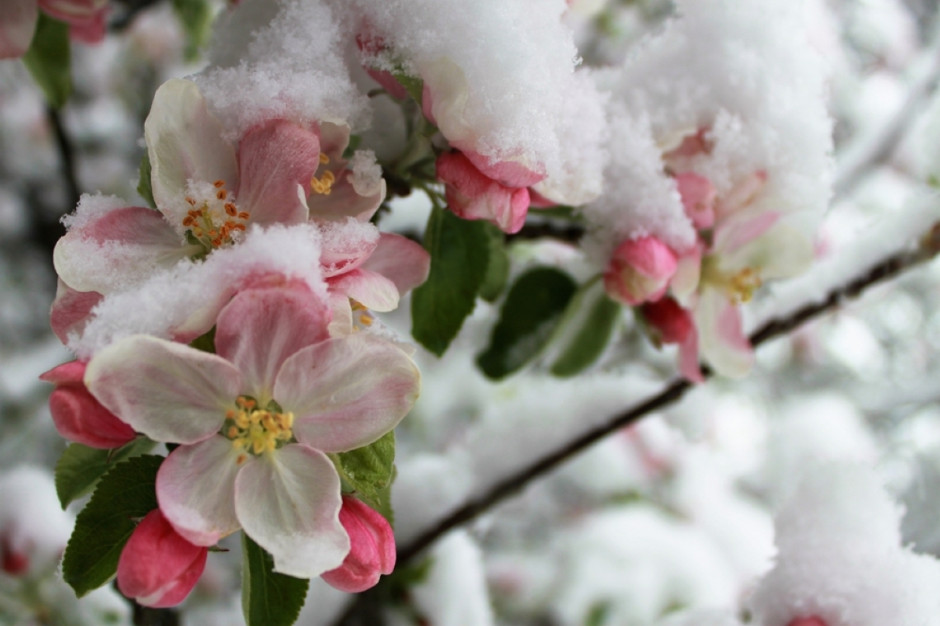 The Association of Fruit Growers of the Republic of Poland warns about the huge risk this season due to possible frosts.  photo: Shutterstock