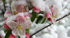 Orchardists: There will be frosts, but you cannot insure your orchard against this risk