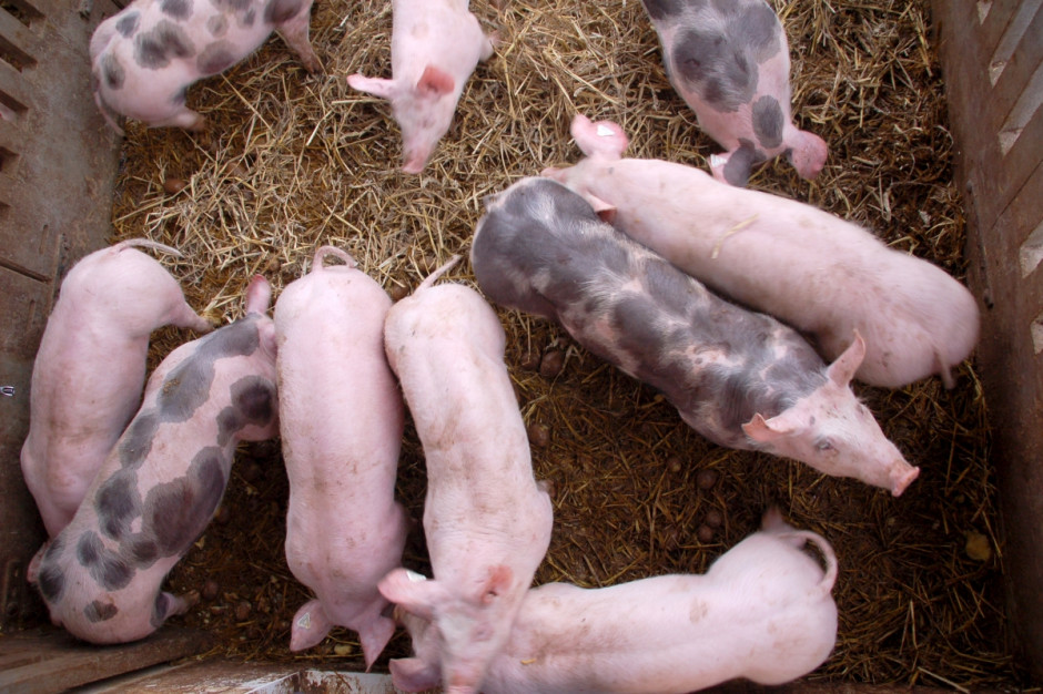 Reakcją niektórych producentów świń w UE na dobre ceny świń rzeźnych jest wzrost pogłowia (Fot Fotolia)