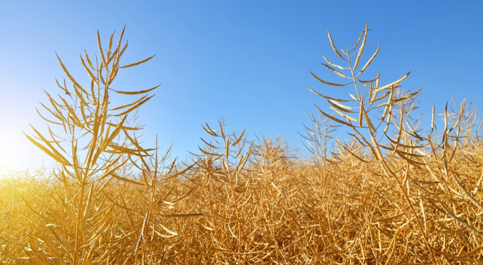 Fot. Shutterstock Zniżka ceny rzepaku