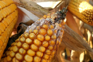 Mykotoksyny będą problemem tegorocznego ziarna kukurydzy