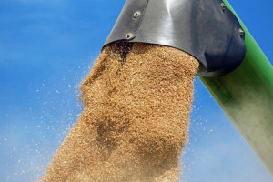 Coceral podwyższa majową prognozę zbiorów zbóż w UE